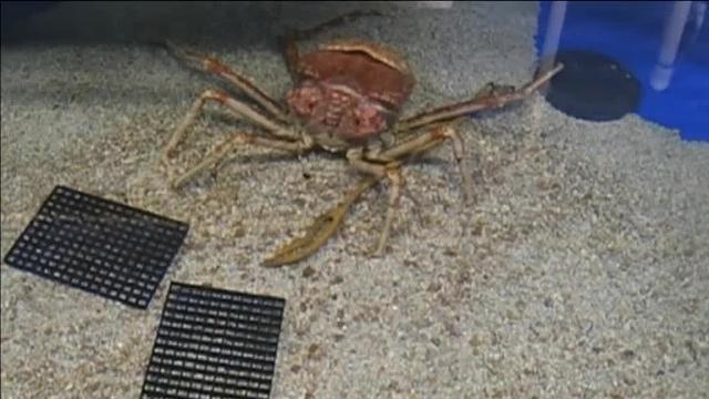 Curioso vídeo de un cangrejo mudando su caparazón