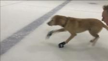 Un perro se convierte en una estrella del patinaje sobre hielo en Las Vegas