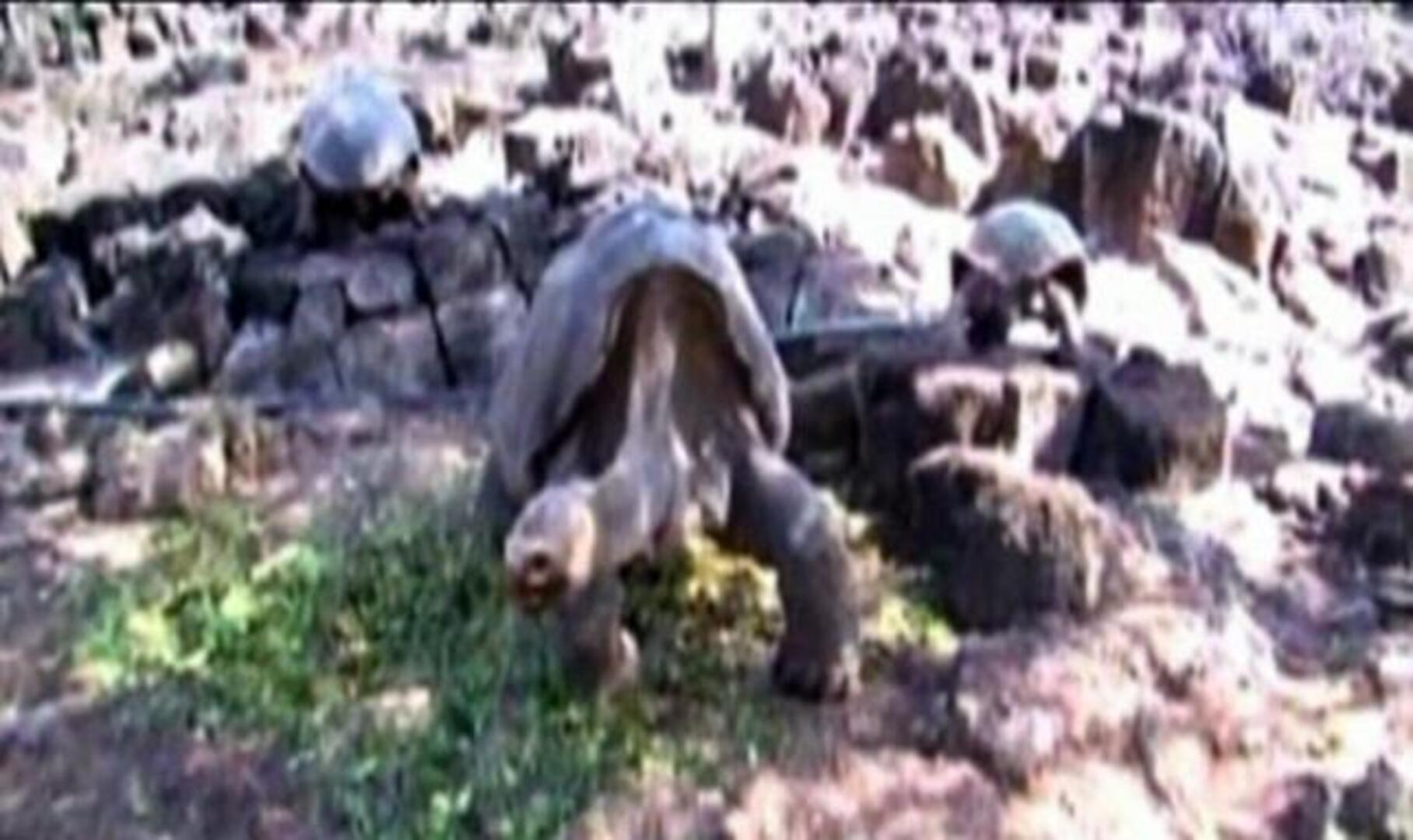 Muere en las islas Galápagos «el solitario George», la última tortuga de su especie