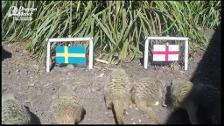 Unos suricatos predicen la victoria de Inglaterra