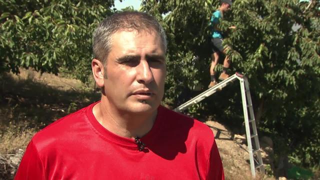 Salen al mercado las primeras Picotas del Jerte con Denominación de Origen Protegida