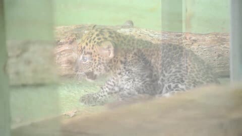 Imagen del leopardo recién nacido en el Bioparc de Valencia