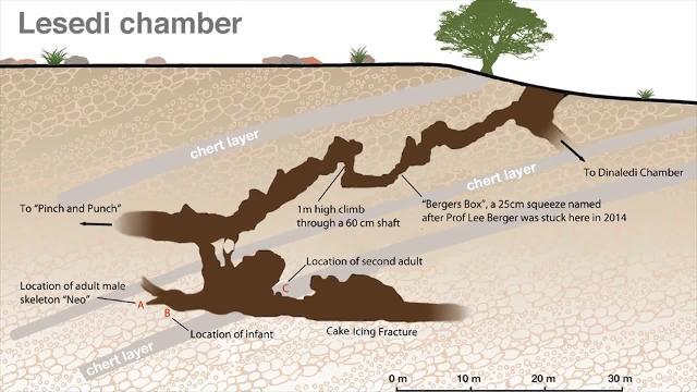 El cráneo de «Neo»