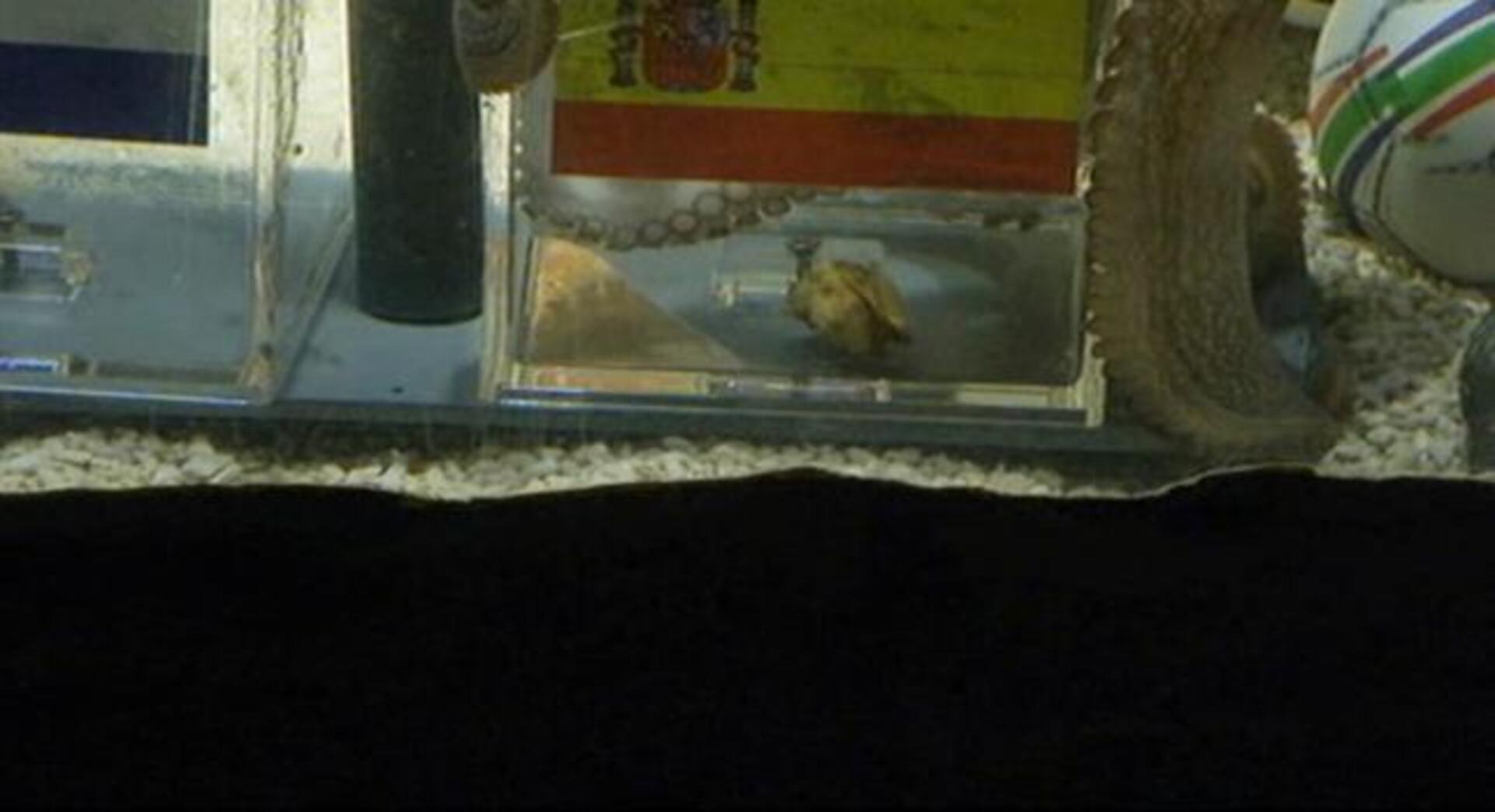 El pulpo Paul no lo duda: España ganará el Mundial