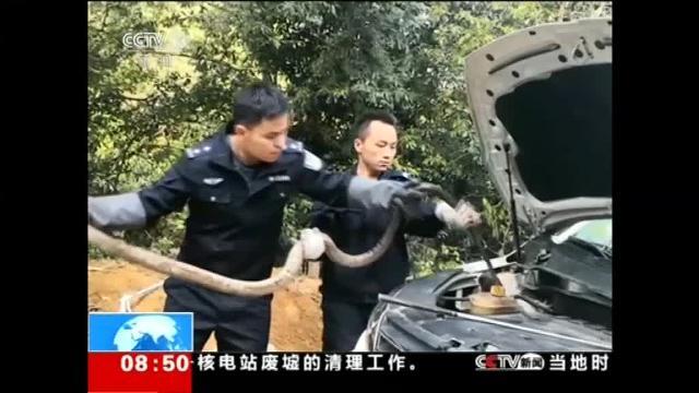Una mujer en China halla una serpiente de casi tres metros en el motor de su coche
