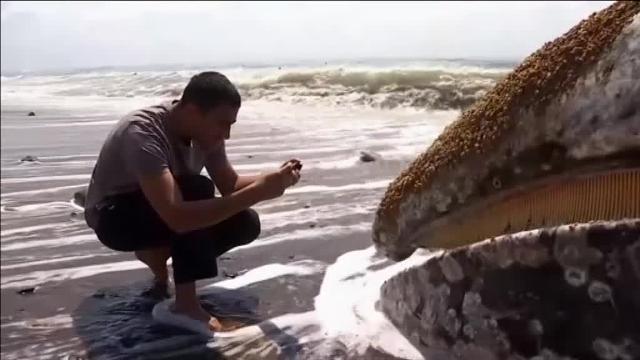 El cadáver de una ballena gris sorprende a los bañistas de Malibú