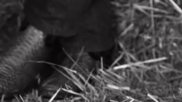 Bertín Osborne, el rey de Twitter con su nueva canción