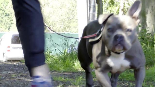 Bilbao inicia una campaña de adopción de perros