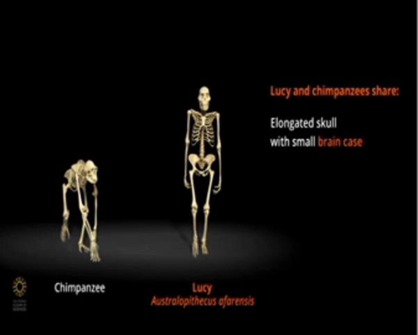 Modelo de Lucy la australopithecus, encontrada en Etiopía en 1974