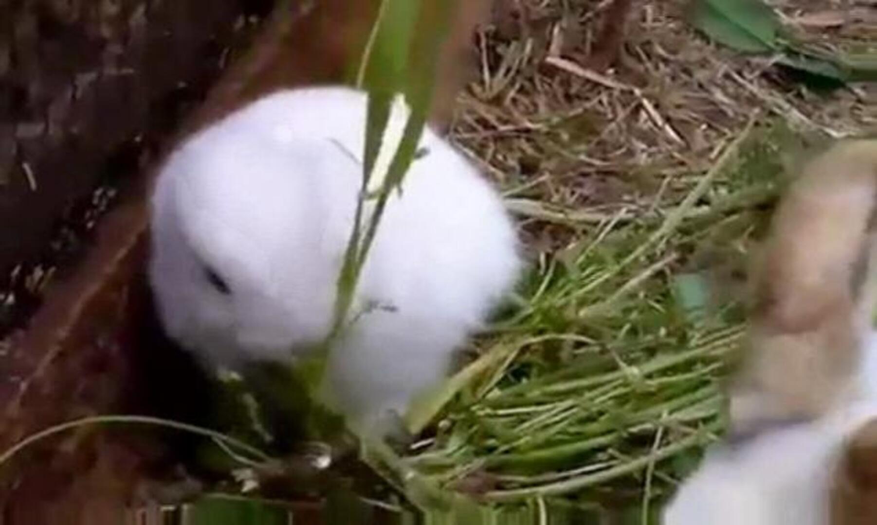 Nace un conejo sin orejas a 30 km de Fukushima