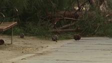 Un niño fallece aplastado por un árbol en El Retiro