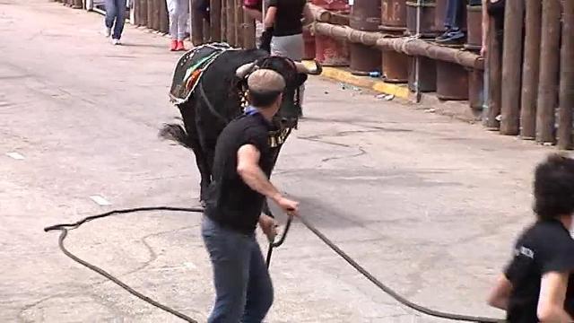 Suspendida la fiesta de los &quot;toros ensogaos&quot; tras una cogida