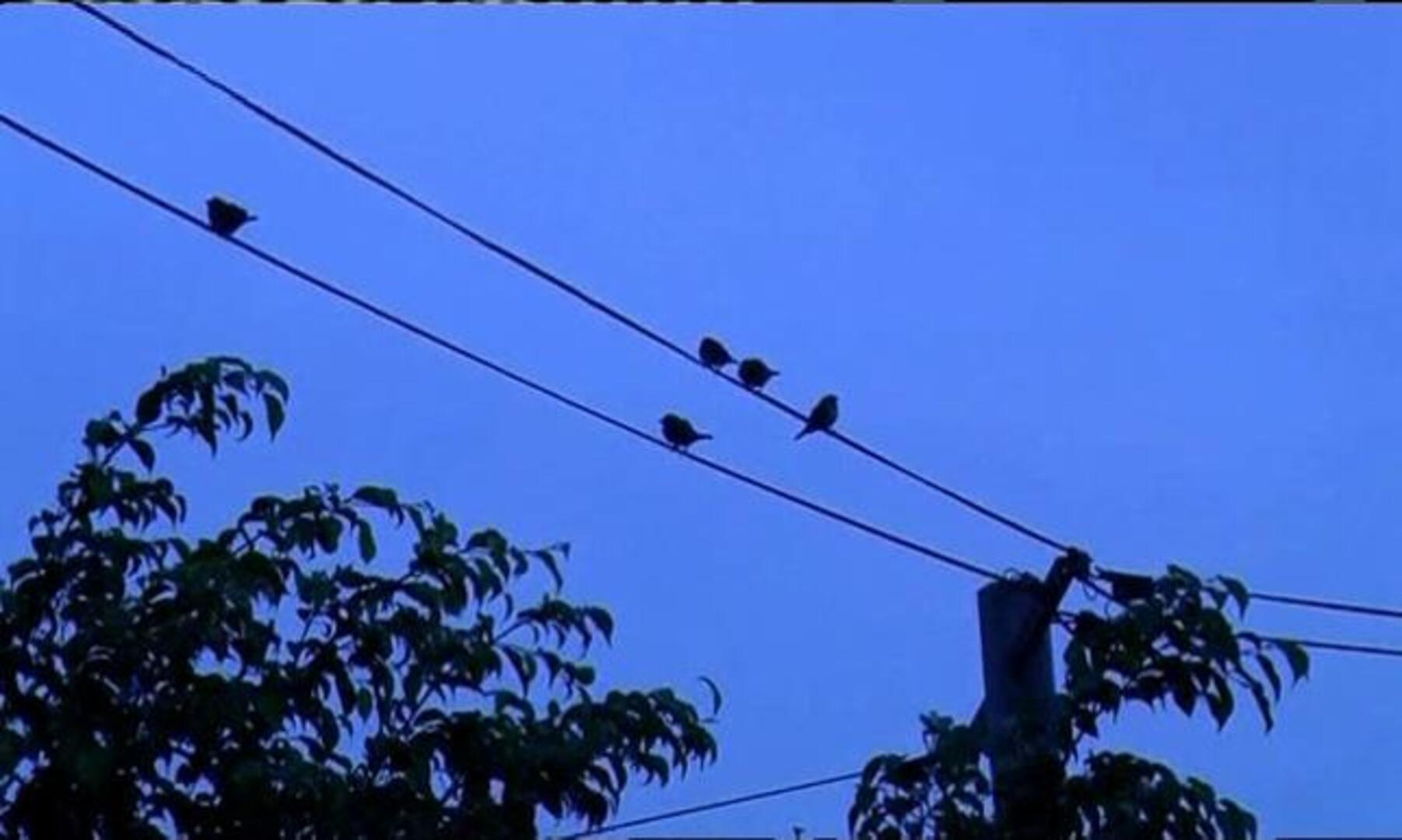 Francia culpa a la «intransigencia de Gbagbo» del fracaso de la negociación