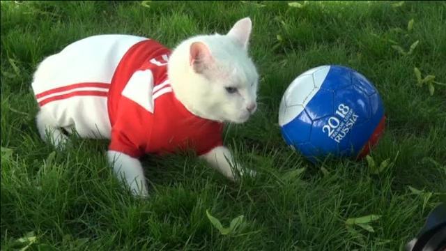 Aquiles será el sucesor del Pulpo Paul en el Mundial de Rusia