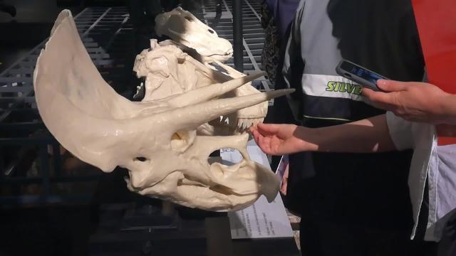 El MNCN se vuelve accesible para personas con discapacidad