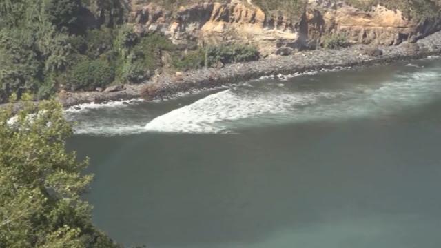 Ballenas azules confían en su memoria para encontrar comida