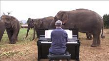 El pianista que usa a Beethoven para rehabilitar a elefantes ciegos