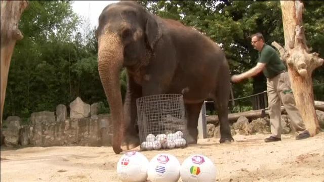 La fiebre del Mundial de Rusia 2018 llega hasta los elefantes