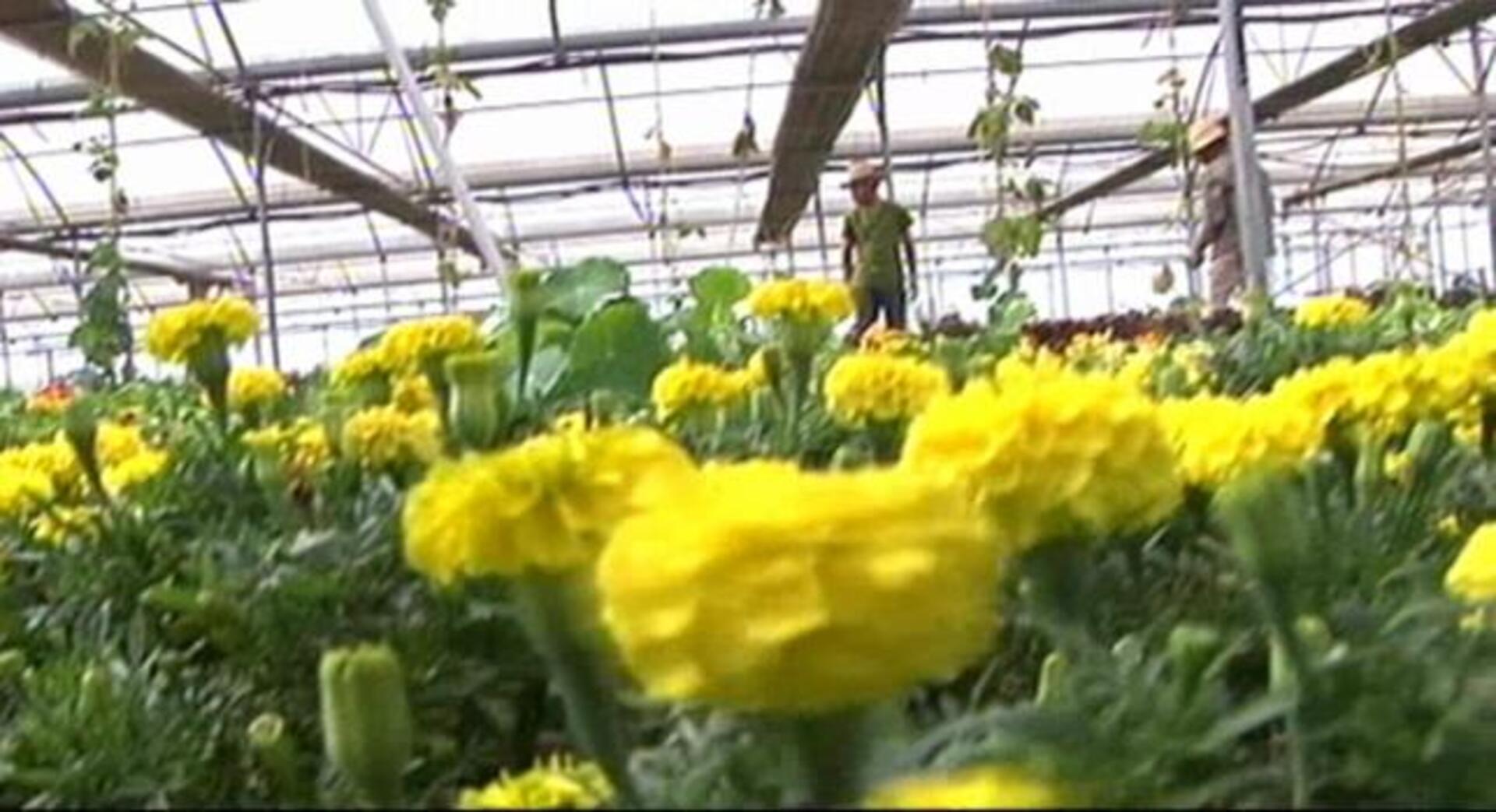 Las flores no se comen... ¿o sí?