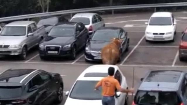 Un ertzaina mata de un disparo a un buey que corría por las calles de un pueblo de Álava