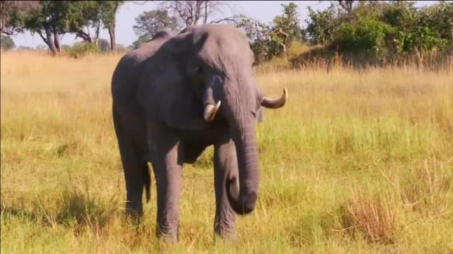 90 elefantes aparecen muertos en Botswana