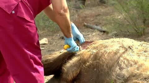 Vídeo: Hallan decapitado al bisonte más grande de la reserva valenciana de Valdeserrillas