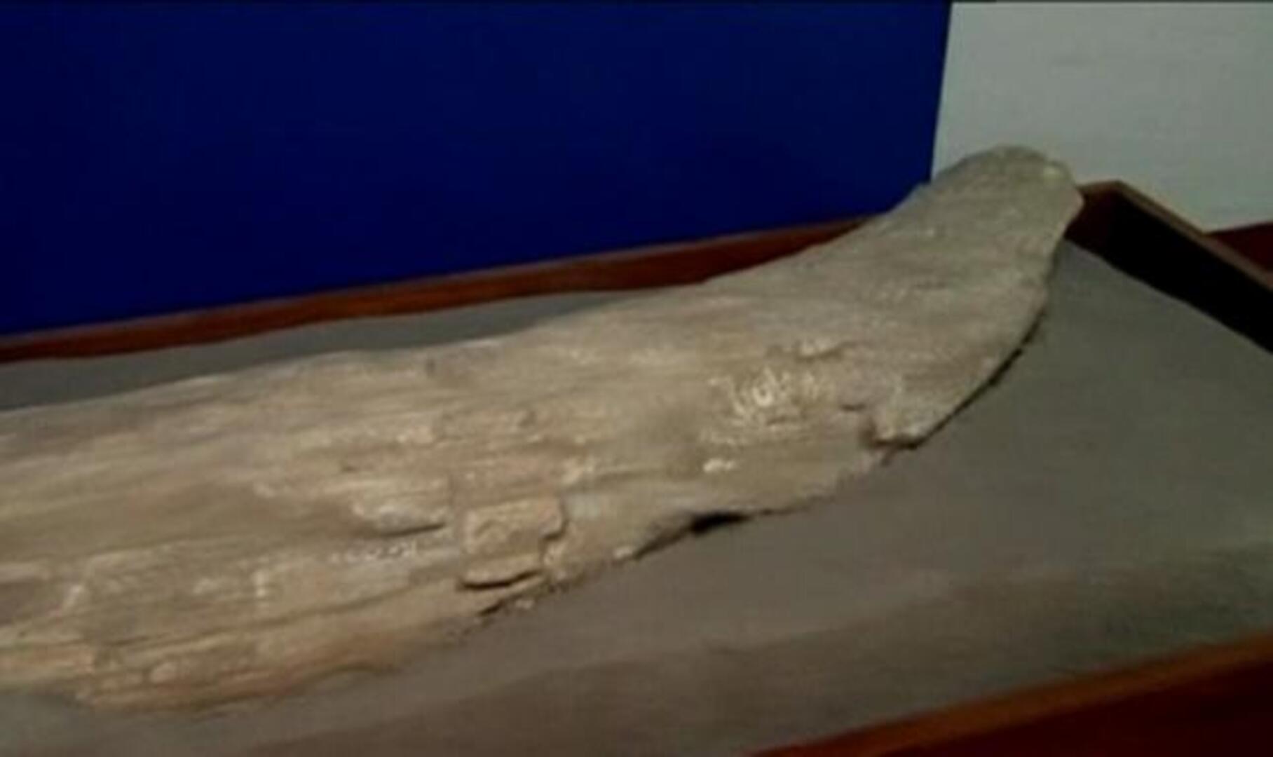 Hallan un mamut en México de entre 10.000 y 15.000 años de antiguedad