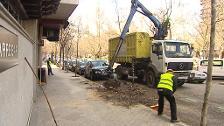 La tala de árboles comienza en la Castellana y durará hasta mayo