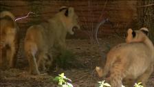 Los visitantes del zoo de Riverbanks ya pueden disfrutar de tres crías de león por primera vez en una década