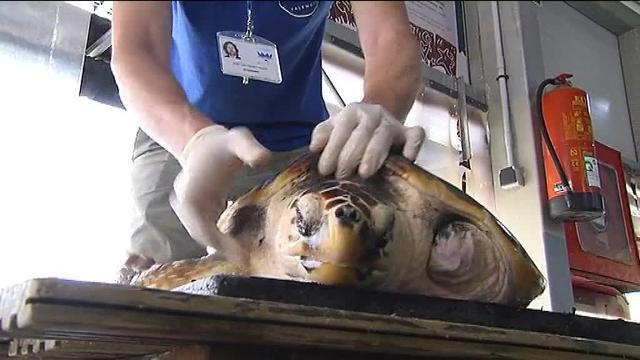 Bolsas de plástico a 500 metros de profundidad