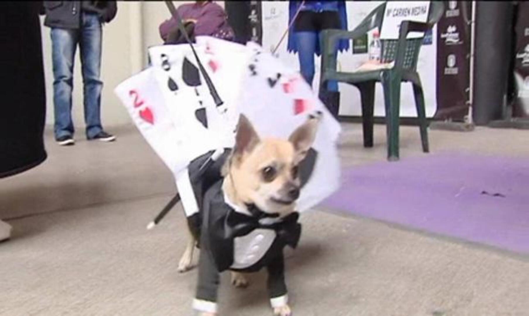Las Palmas celebra por tercer año consecutivo su Carnaval Canino