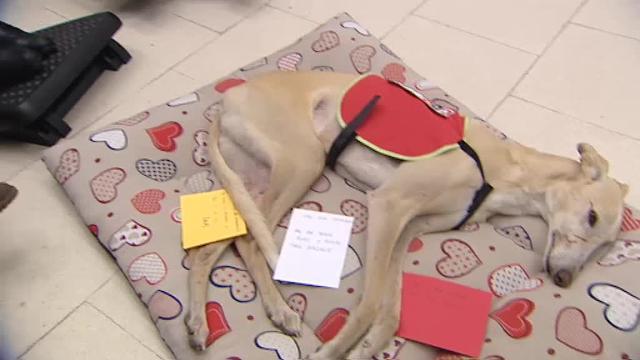 Una pionera terapia con perros para ayudar a los enfermos de ELA