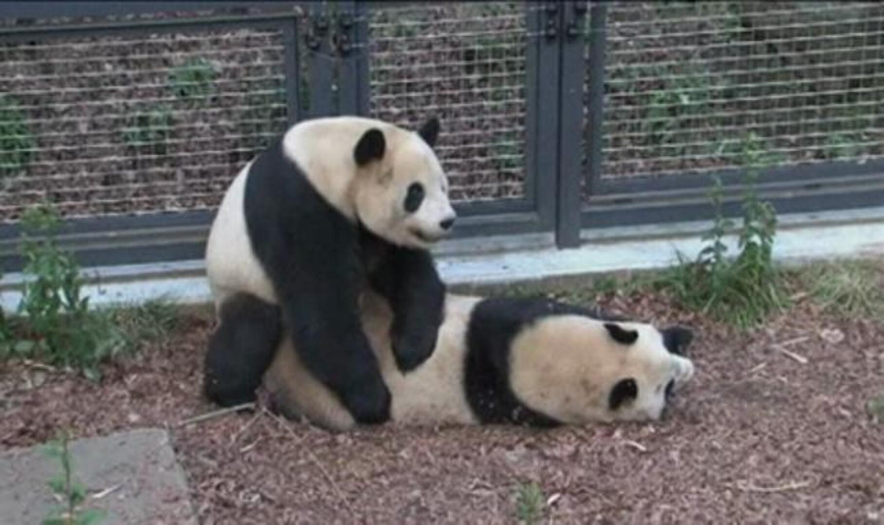 Nace en el zoo de Tokio una cría de panda gigante, la primera en 24 años