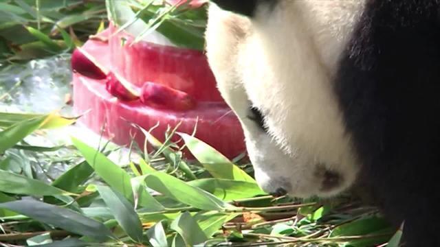 Las marcas en torno a los ojos les ayudan a identificarse entre sí