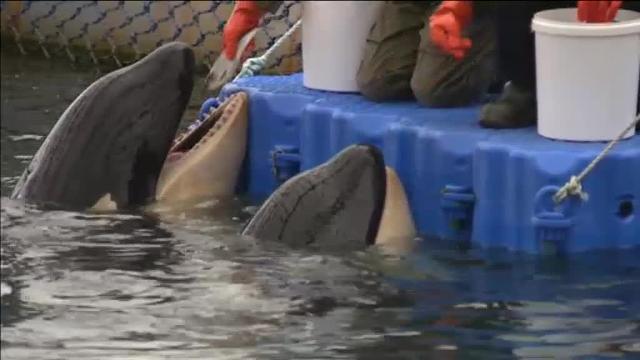 La &#039;cárcel de ballenas&#039; más grande del mundo comenzará a liberar a los cetáceos en junio