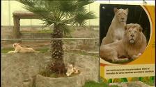 Dos leones de cinco meses se convierten en las estrellas de un zoo de Perú