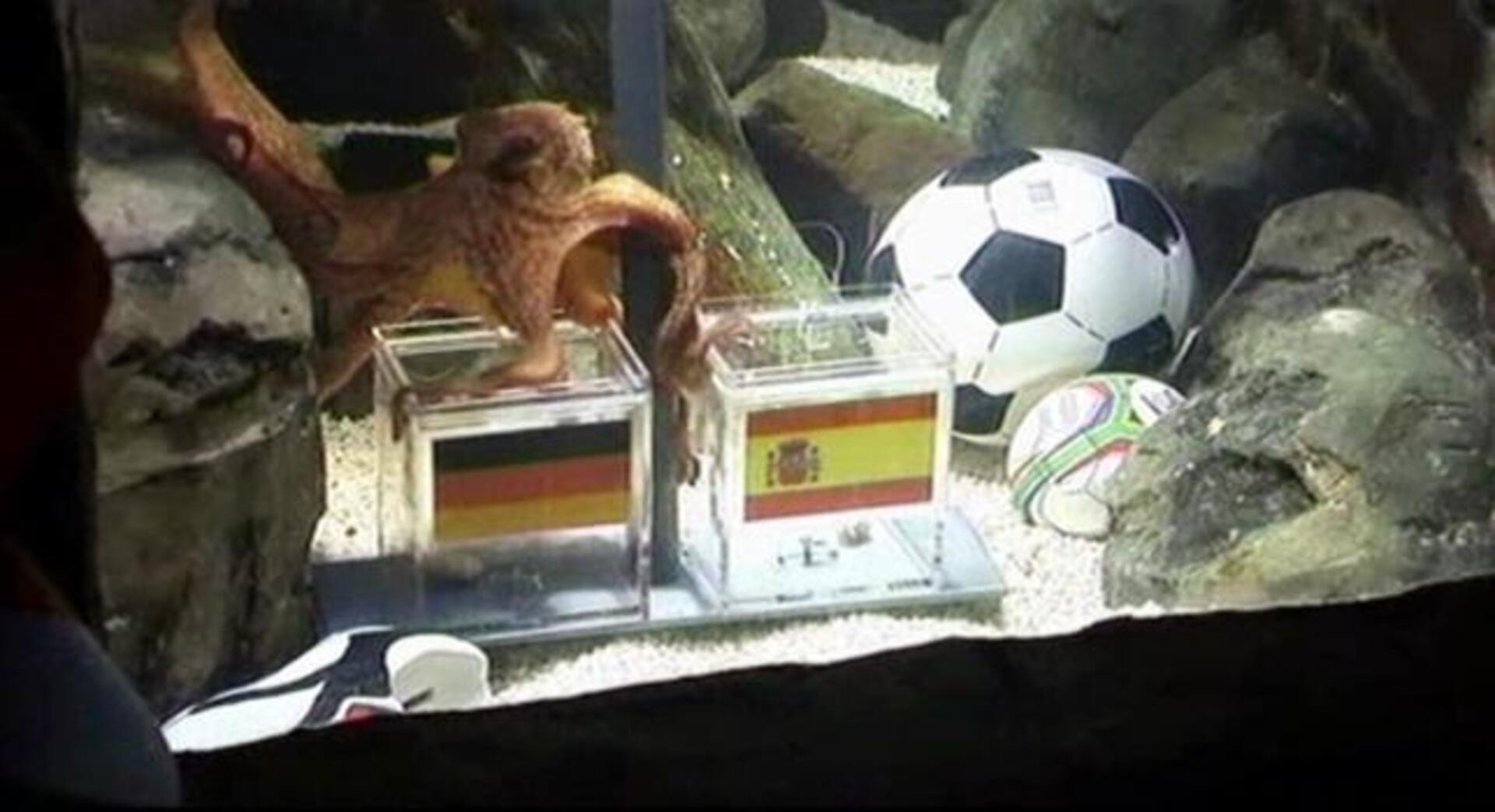 El pulpo Paul ha hablado: ganará España