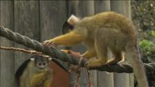 Helados de fruta para los animales del zoo de Londres