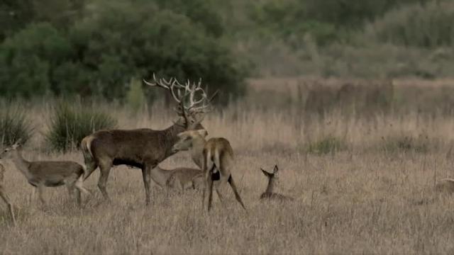 Es época de &quot;Berrea&quot;
