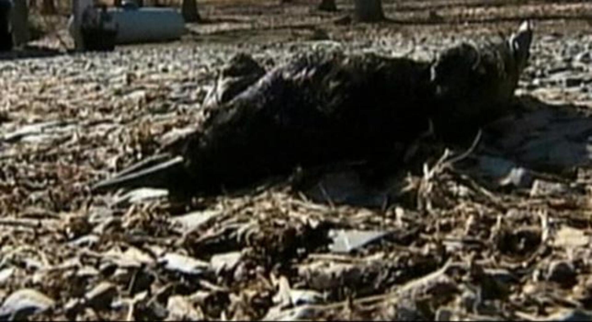 Las «lluvias de pájaros» llegan a Luisiana... y Suecia