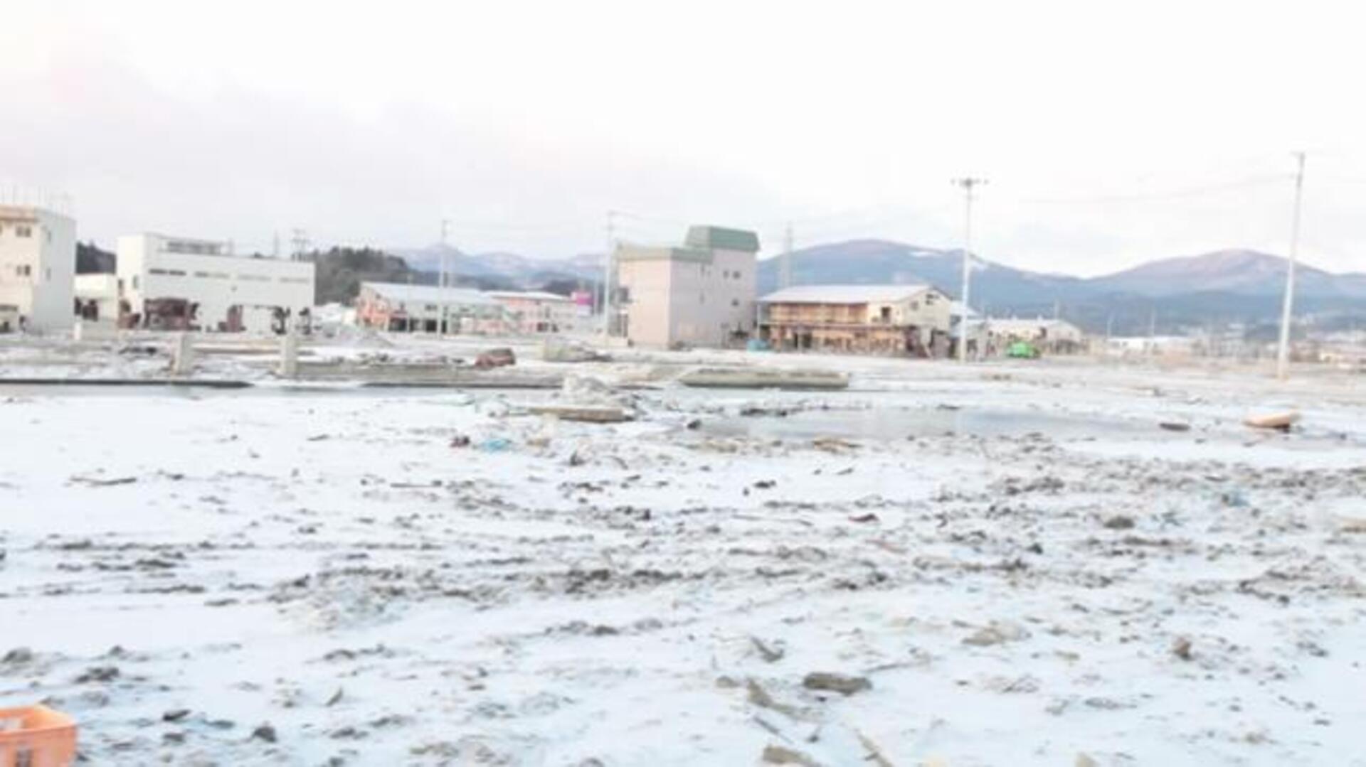 La lonja de los tiburones