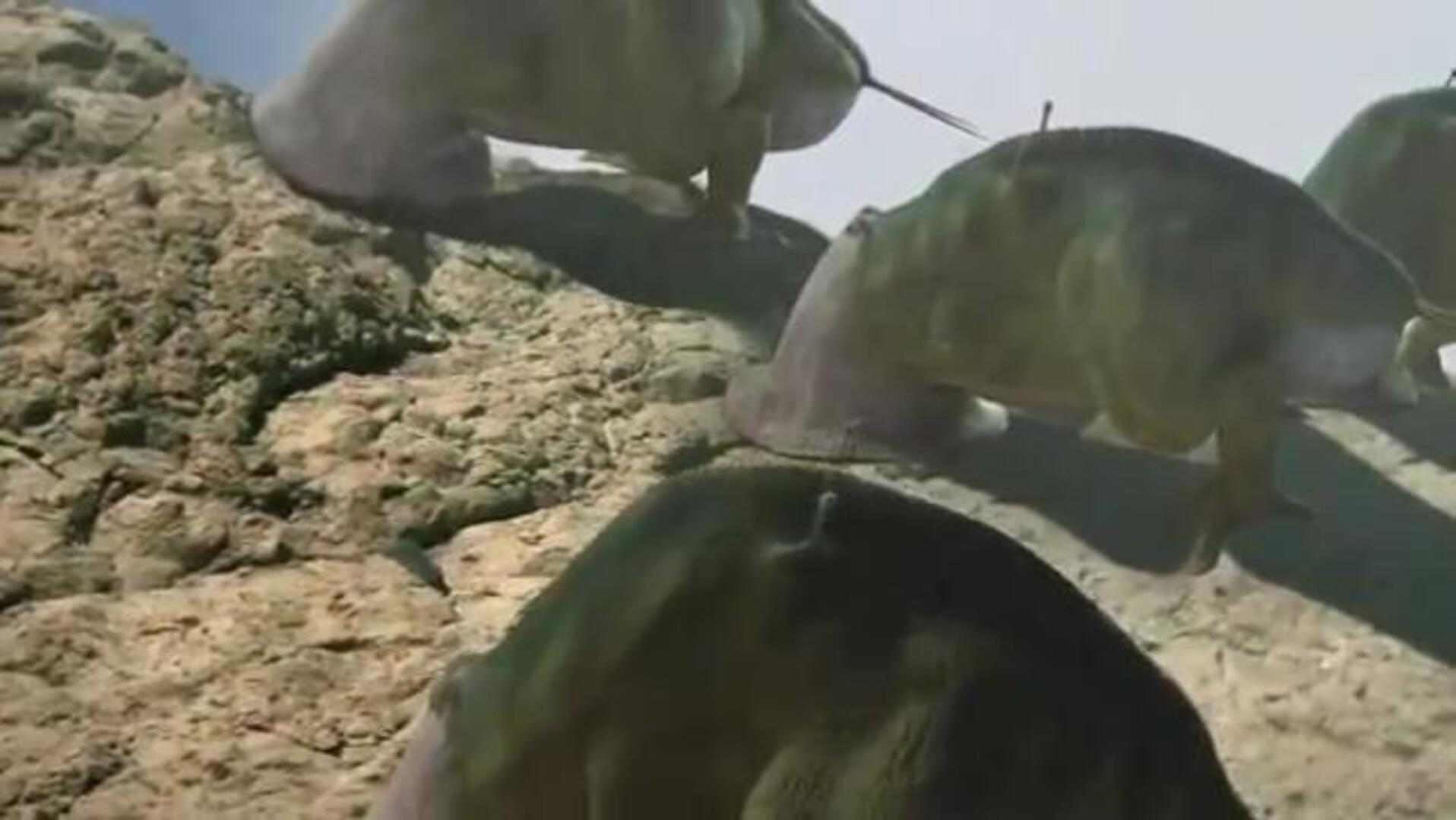 Alerta extraterrestre: «No son nuestros amigos»