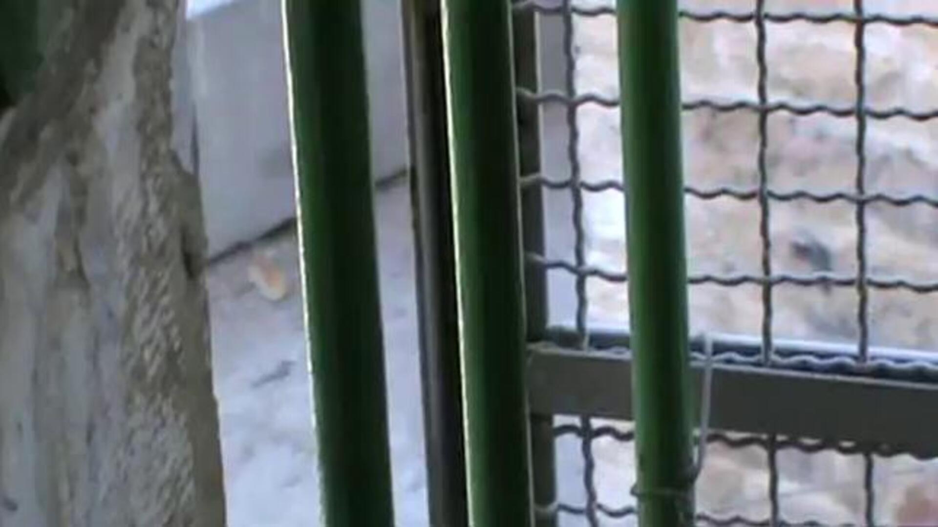 Un vídeo de una ONG muestra la agresión de un policía israelí a un niño palestino