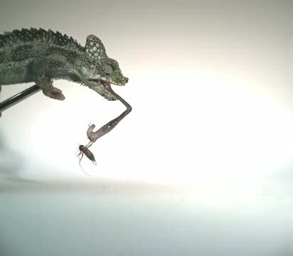 Trioceros hoehnelii, una de las especies analizadas