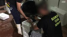 La Guardia Civil desarticula un punto de comercio ilegal de anguilas en Isla Mayor