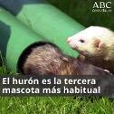 Perros, elefantes y osos: las mascotas más increíbles que tienen los andaluces