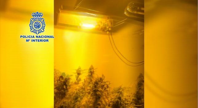 Las más de 400 plantas de marihuana de hasta 1,5 metros incautadas en La Rinconada