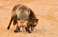 La insólita relación entre un zorro de Doñana y un fotógrafo sevillano