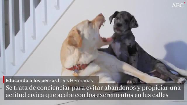 Dueños con sus mascotas en el curso de adiestramiento