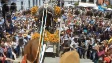 Los bueyes pisotean al boyero de la hermandad de Gelves en su camino a El Rocío 2019